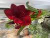 800x600-1780662081431_IMG_3177.jpeg