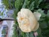 800x600-1779031234802_IMG_6272.jpeg