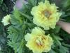800x600-1780774629496_IMG_6361.jpeg