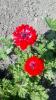 800x600-1734540759813_photo_2024-12-16_23-01-53.jpg