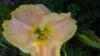 800x600-1597766995880_DSC_0007.JPG.jpg