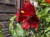 800x600-1784878854995_IMG_6314.jpeg