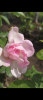800x600-1784651500445_1000008740.png