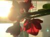 800x600-1721687174265_IMG_3547.jpeg