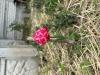 800x600-1746464178854_IMG_7085.jpeg
