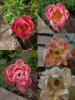 800x600-1780945069893_1000006404.jpg