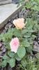 800x600-1783287696362_IMG_2660.jpeg