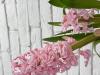 800x600-1741459677255_IMG_7920.jpeg