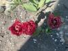 800x600-1778150673788_IMG_2805.jpeg