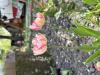 800x600-1778790560192_IMG_2894.jpeg