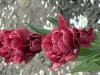 800x600-1778791248967_IMG_2881.jpeg