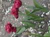 800x600-1778791249385_IMG_2880.jpeg