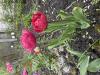 800x600-1778791496553_IMG_2935.jpeg