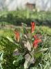 800x600-1778094892258_IMG_0249.jpeg