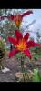 800x600-1753307535166_Screenshot_20250722_201148_Gallery.jpg