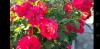800x600-1672504849568_Screenshot_20221231-183416.jpg