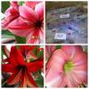 800x600-1643868652190_MyCollages_2_.jpg