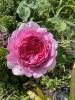 800x600-1750774558405___viber_2025-06-24_17-14-13-351.jpg