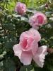 800x600-1750775311330___viber_2025-06-24_17-21-01-496.jpg