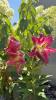 800x600-1783937783240_IMG_7464.jpeg