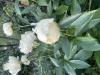 800x600-1752390916885_IMG_2416.jpeg