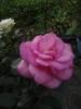 800x600-1588503619276__7625.jpg