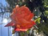800x600-1763502429216_599986DF-BE11-4F69-A1F5-0767C2763EEA.jpeg