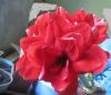 800x600-1765455763273_IMG_8005_.jpg