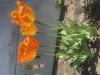 800x600-1777231811366_IMG_3224.jpeg