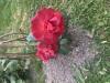 800x600-1782839604527_IMG_5156.jpeg