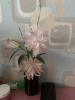 800x600-1782671515574__LotusDream1.png