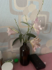 800x600-1782671516500__LotusDream2.png