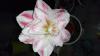 800x600-1781118343656_DSC_0362.JPG.jpg