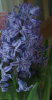 800x600-1628894015901_12.8_DelftBlue.png