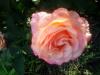 800x600-1515757330481_20170819_084837.jpg