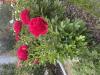 800x600-1714370898941_IMG_5491.jpeg