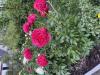 800x600-1714370898990_IMG_5500.jpeg