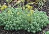 800x600-1601382976414_Sedum__Oracle_2.jpg