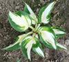 800x600-1601387280459_Hosta_Christmas_Candy.jpg