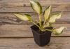 800x600-1601482298262_hosta_3527.jpg