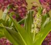 800x600-1614621201475_Eucomis_2709.jpg