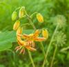 800x600-1624302664489_lily_2128.jpg