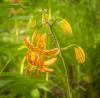 800x600-1624302664875_lily_2152.jpg