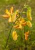 800x600-1624302664906_lily_2160.jpg
