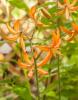 800x600-1624311874731_lily_2145-1.jpg