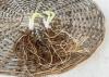 800x600-1624432752434_hosta_1395-1.jpg