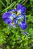 800x600-1624515002613_iris_1940.jpg
