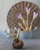 800x600-1624526985537_Colchicum_4704.jpg