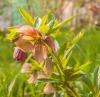 800x600-1624610881406_Hellebore_1048.jpg