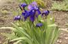 800x600-1626118322466_iris_1305.jpg